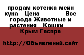 продам котенка мейн-куна › Цена ­ 35 000 - Все города Животные и растения » Кошки   . Крым,Гаспра